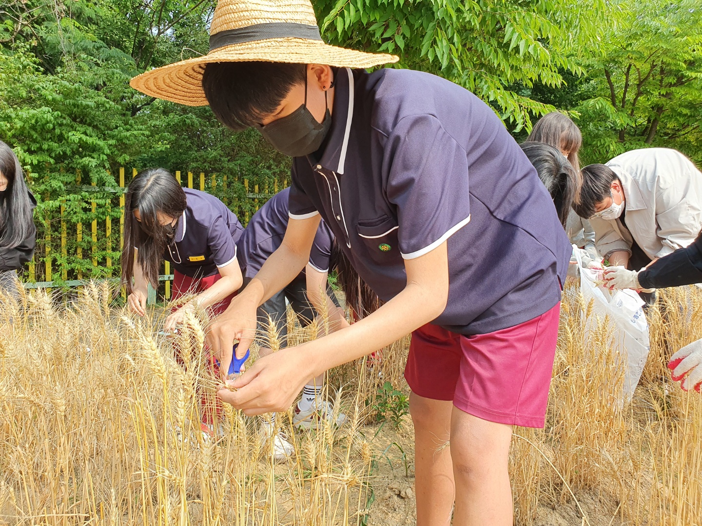 [일반] 2학년 생태환경 지킴이 활동 - 보리와 밀 수확의 첨부이미지 1